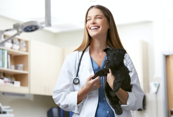 Is Your Pet Straining? Bladder Stone Warning Signs in Dogs & Cats