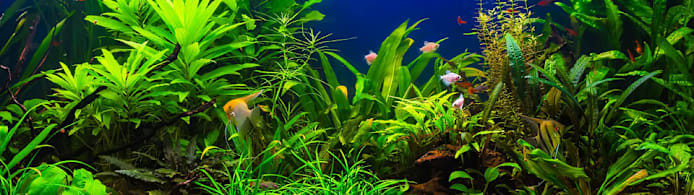 High Nitrates in Your Freshwater Fish Tank? Protect Fish & Prevent Deaths
