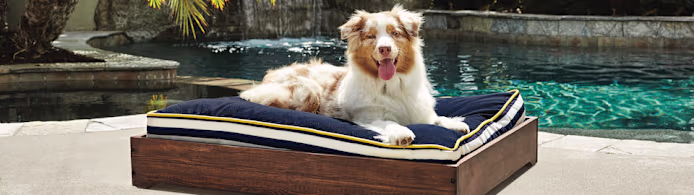 Best Dog Water Toys & Cooling Products to Help Your Pup Beat the Heat