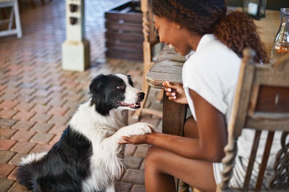 How to Teach a Dog to Shake Hands: 10 Easy Steps