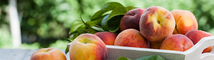 Can Dogs Eat Peaches? What Pet Parents Should Know