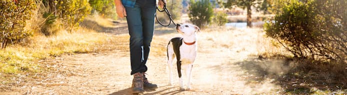 Your Dog's Health: 9 Common Problems, Symptoms, Causes & Treatment