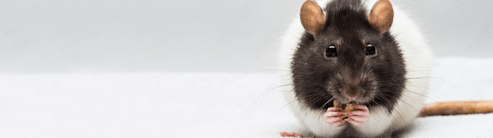 Can Rats Have Blueberries? What to Feed Your Pet Rat