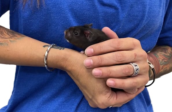 How to Tame a Hamster: A Step-by-Step Guide