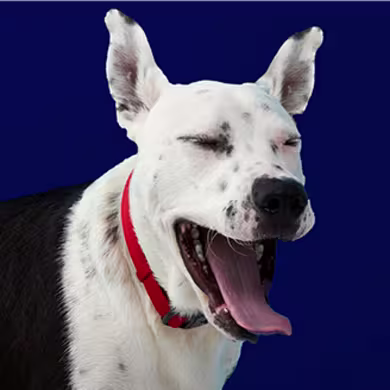 Best Dog Allergy Supplements: Stop Your Dog's Itch & Suffering