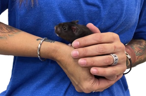 Best Bedding for Hamsters: Types, Safety & Habitats