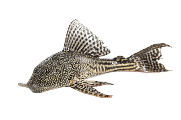 Plecostomus Care: Beginner's Guide to Tank Size, Food & Compatibility