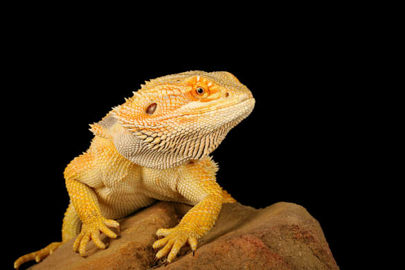 How to Safely Handle Reptiles: Stop Salmonella, Protect Your Family