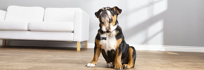 When to Start Training a Puppy: Age-by-Age Guide