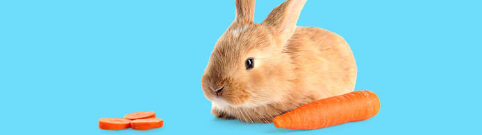 What Do I Feed a Bunny? Complete Rabbit Diet Guide