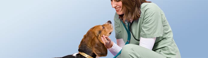 Dog Intestinal Parasites: Identify, Prevent & Treat Common Worms
