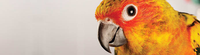 Feather Plucking in Birds: Causes & How to Stop It