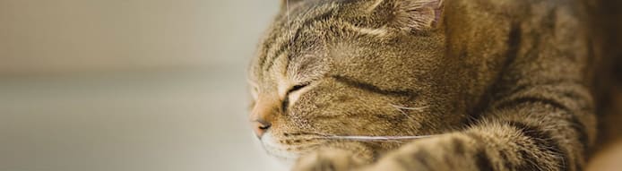 How to Keep Your Cat Cool in Summer