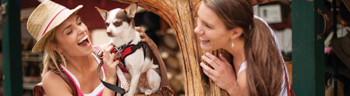Grain-Free Dog Food: Is It Healthy? What Pet Owners Must Know