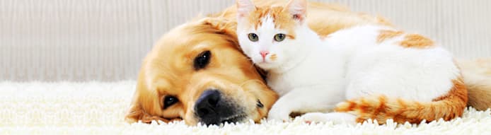 Pet Safety Guide for Every Season | Petco