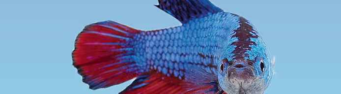 Betta Fish Maintenance: Complete Care Guide