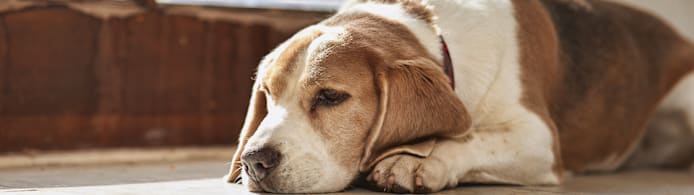 Is Your Pet Depressed? Signs, Causes & How to Help Your Dog or Cat