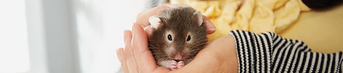 How to Take Care of a Hamster: Complete Guide