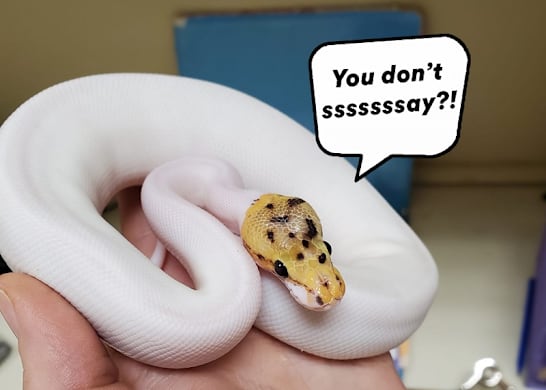 Do Snakes Have Ears? How Snakes Hear