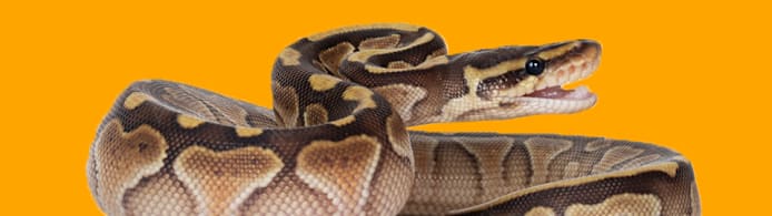 Why Is My Snake's Mouth Open? Gaping Explained