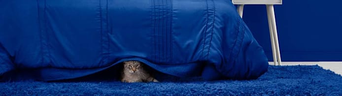 Is Your Cat Anxious? Spot & Solve Feline Separation Anxiety Guide
