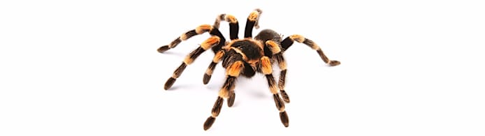 Tarantula Molting Care: Expert Guide for a Safe & Healthy Shed