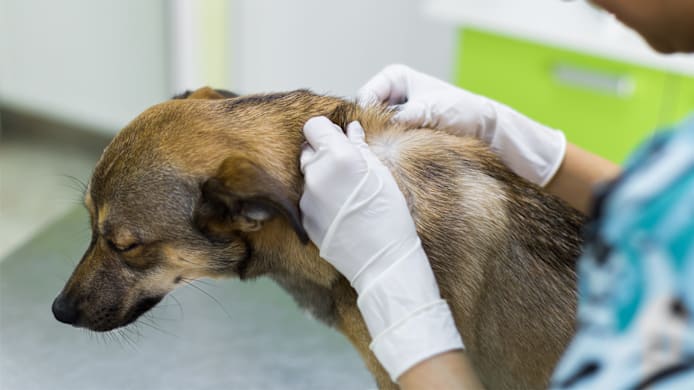 Bacterial Skin Infections in Dogs: Causes, Symptoms & Treatment