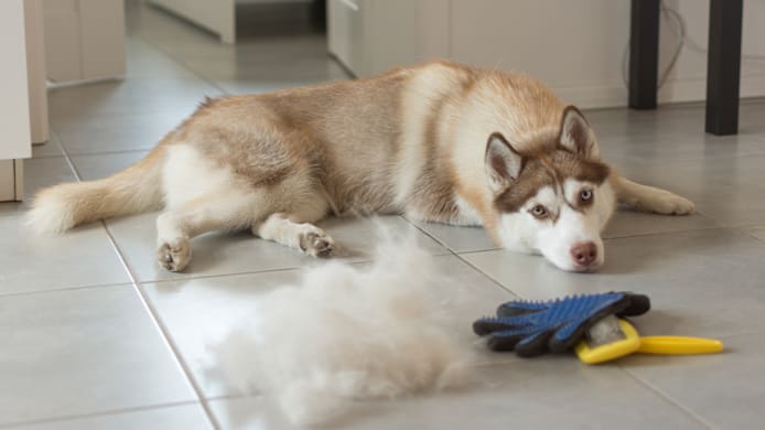 Understanding & Controlling Seasonal Shedding in Dogs