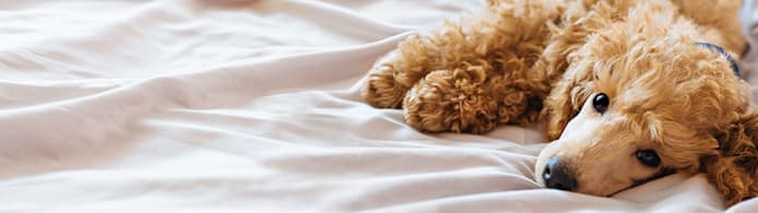 Puppy First Night Home: What to Expect & Do