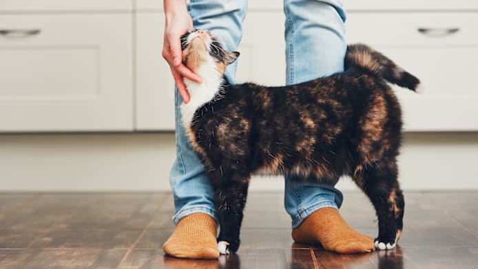 Can Cats Drink Milk?