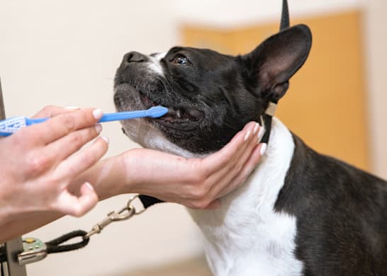 How to Brush a Dog’s Teeth (Successfully)