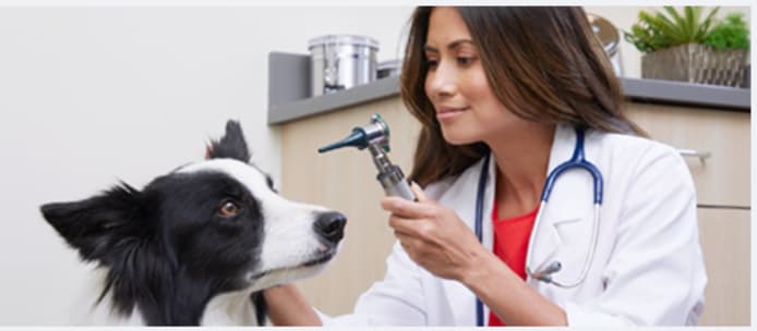 Dog Hot Spots: Identify, Treat & Prevent Painful Skin Sores & Itching