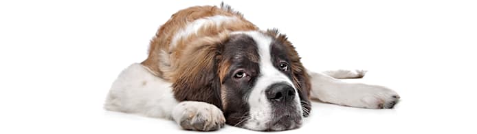 Why Is My Puppy Vomiting? Causes, When To Worry & Solutions