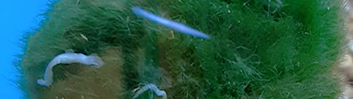 White Worms in Your Fish Tank? Identify Types & Eliminate Them!