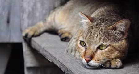 Early Signs of Cat Kidney Disease: What Every Pet Owner Needs to Know
