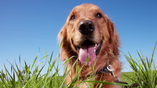 Why Does My Dog Eat Grass?