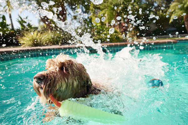 How to Cool Down Your Dog and Avoid Heatstroke