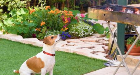 Protect Your Pup: 6 Dangerous BBQ Foods to Never Feed Your Dog