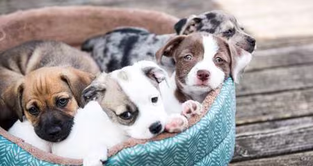Whelping Puppies: Complete Guide to Dog Birth