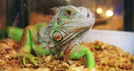 Reptile Safe Disinfectant: Clean & Disinfect Your Reptile's Home