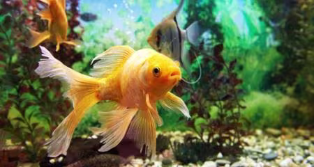 Aquarium Fish Fungus: Spot, Treat & Prevent Cotton Wool Disease