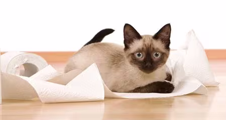 Cat Diarrhea: Causes, Symptoms & Essential Guide to Help Your Cat