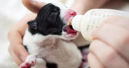 How to Tube Feed Puppies: A Step-by-Step Guide