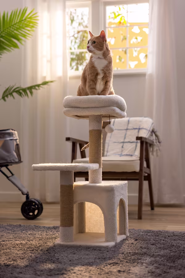 Houseplants Toxic to Cats