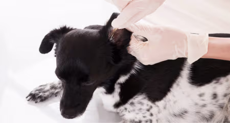 Dog Ear Cleaning: 6 Mistakes to Avoid for Healthy, Happy Ears