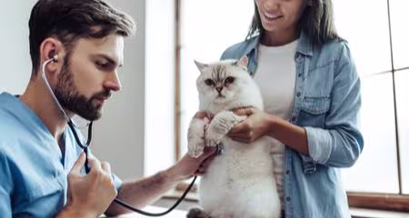 Cat Aging: Normal Changes in Senior & Geriatric Cats