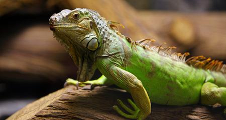 Iguana Colouring: Why Green Iguanas Change Color