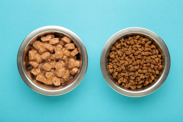 Wet vs. Dry Dog Food