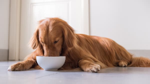 How to Switch Your Dog's Food