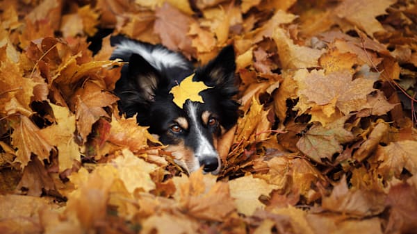 Ultimate Fall Safety Guide for Pets